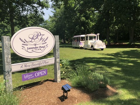 Gallery – Lavender Pond Farm